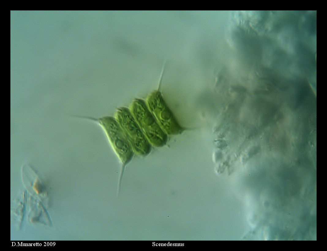 Scenedesmus